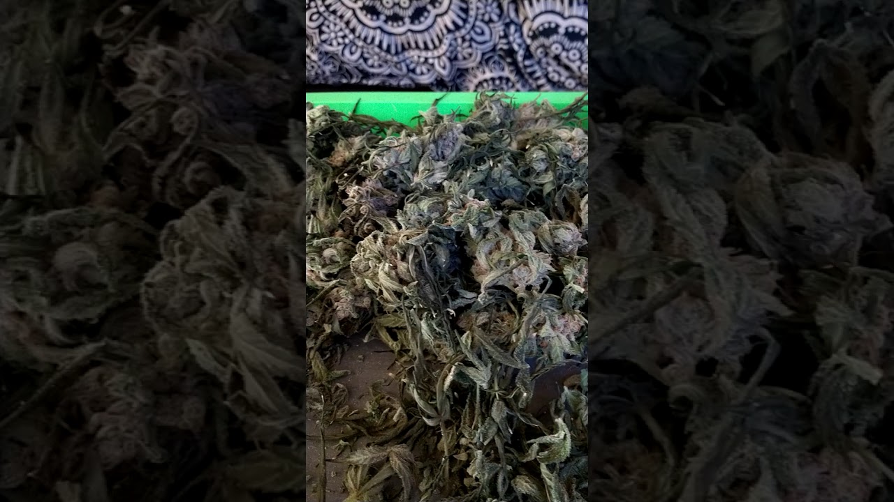 Trimming up the Amnesia #7 #TrimJail#Shorts