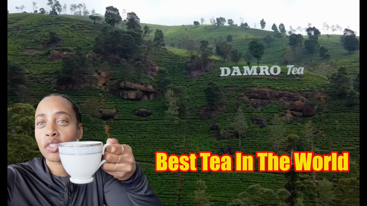 Best Tour To Do In Sri Lanka - Tea Factory