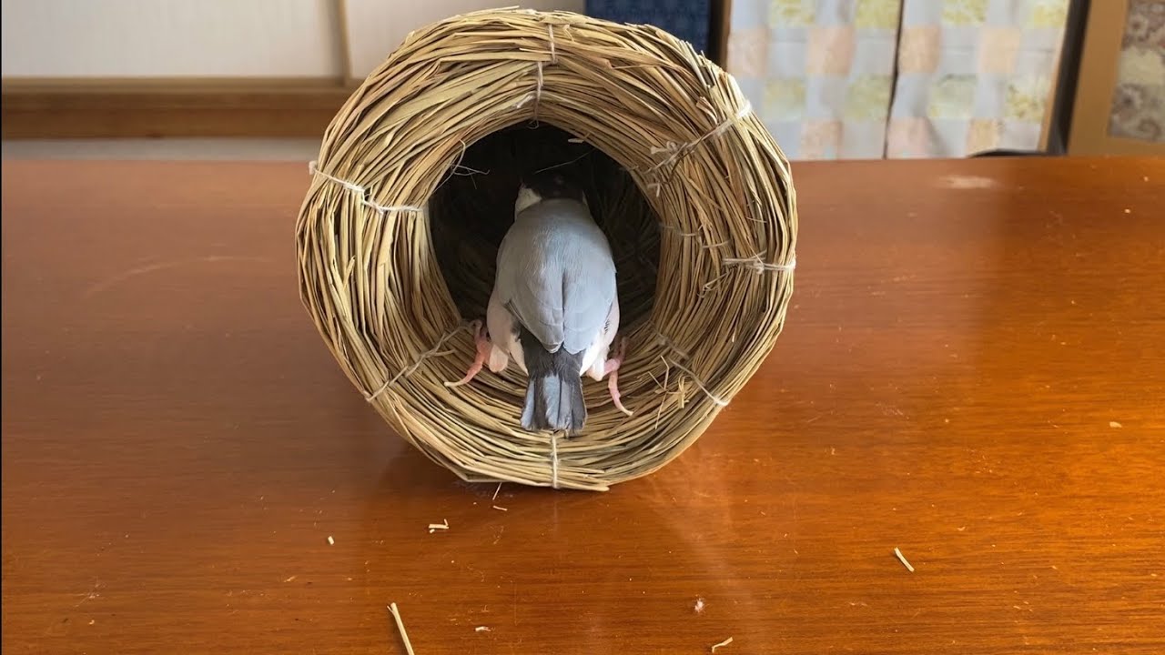 新しいつぼ巣が気に入った文鳥  あずき　Java sparrow