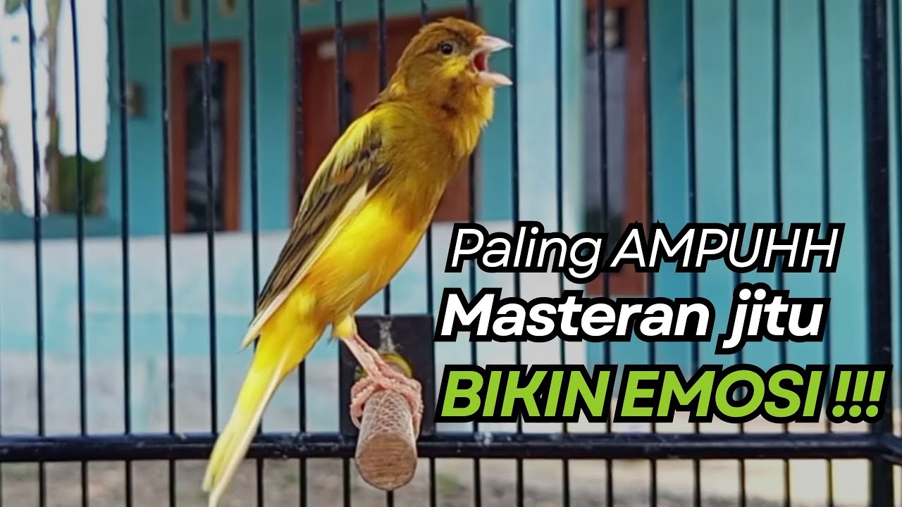 KENARI GACOR Cuit CUIT BIRAHI UNTUK PANCINGAN & MASTERAN Kenari PAUD AGAR BUNYI