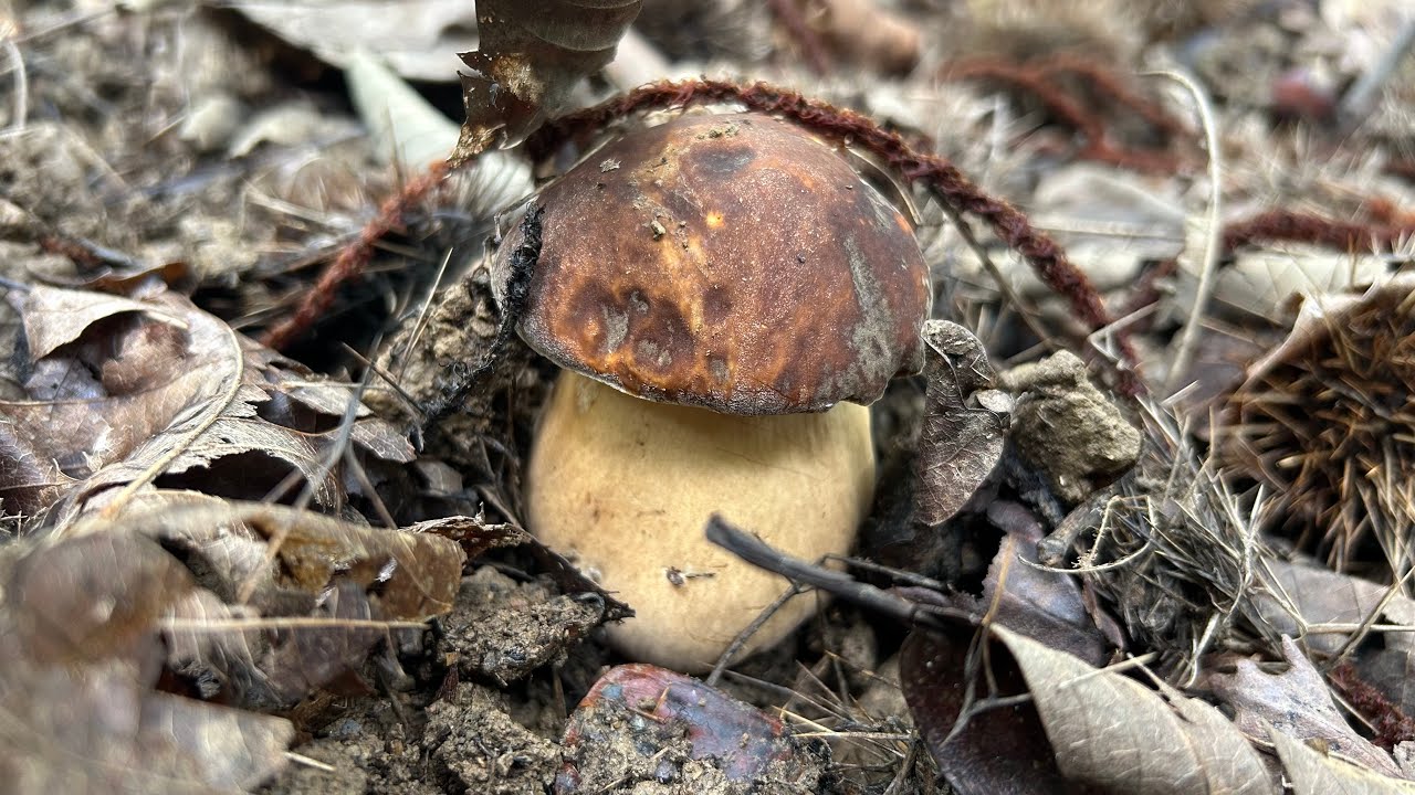 Primeros Boletus aereus de septiembre de 2025