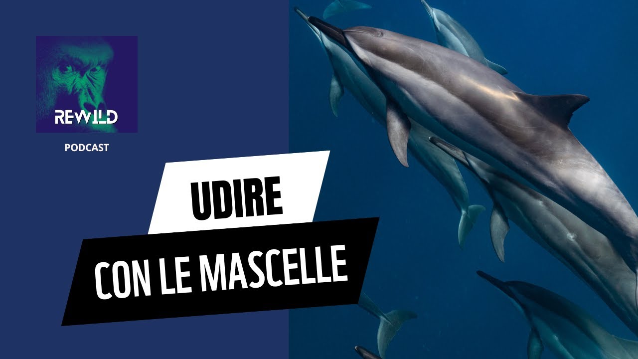 Udire con le mascelle