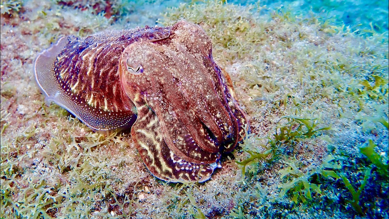 Gran Canaria Scuba Diving New Year 2026