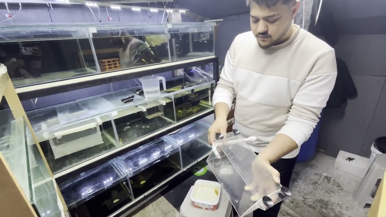 TERASHOBİHANEM VATOZ SAĞIMI + GÜNCEL DURUM !