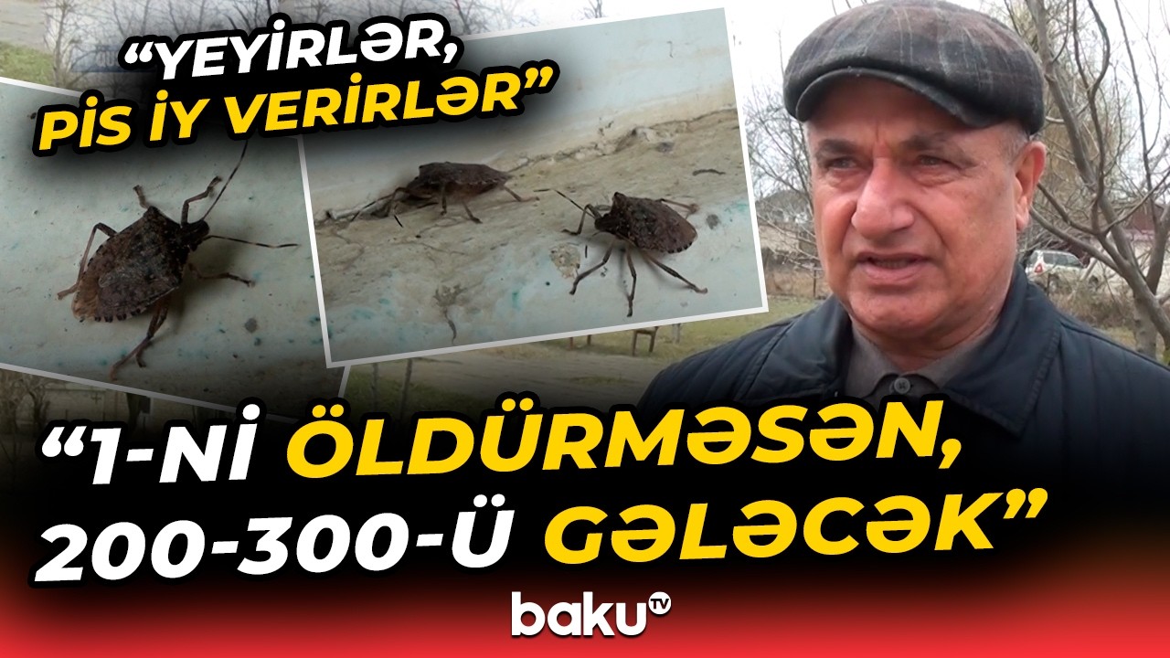 Elə sürətlə yayılır ki... | Bu zərərvericilər hər yeri basır! - 