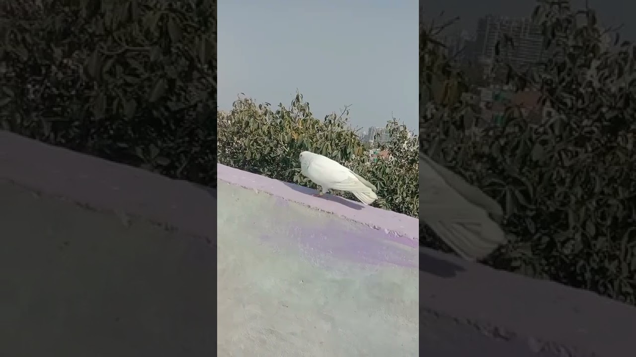 #SHORT #VIRAL #PIGEONVIRAL #KABOOTARLOVER