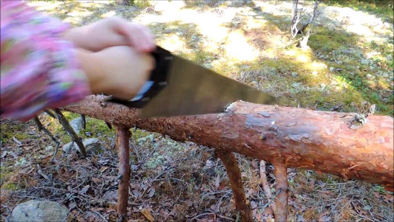 Vindf&auml;lld tall p&aring; tomten s&aring;gas av med en fogsvans / Wind-felled pine