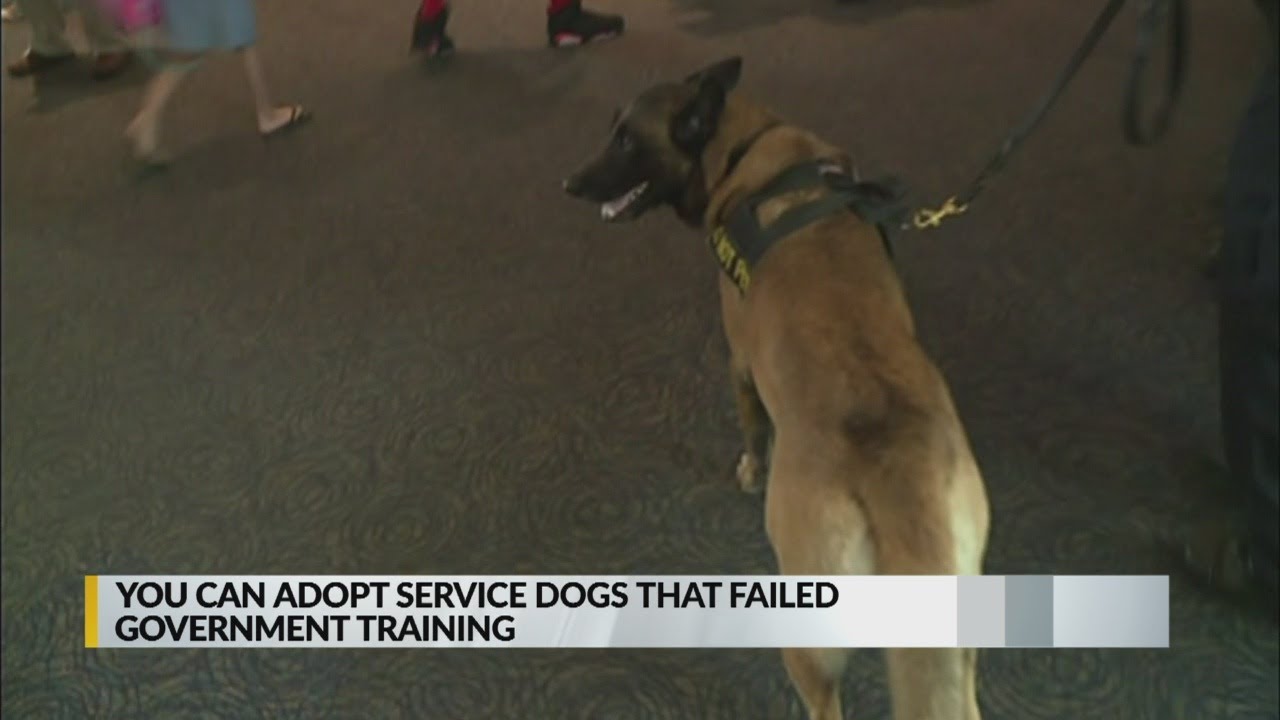 Service dogs up for adoption