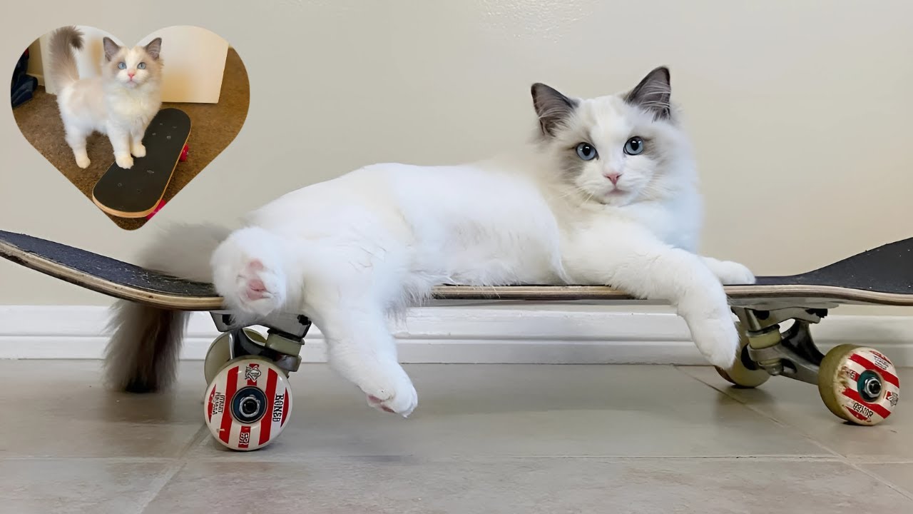 Skateboarding Cat Wins Over Reluctant Dad And The Internet!