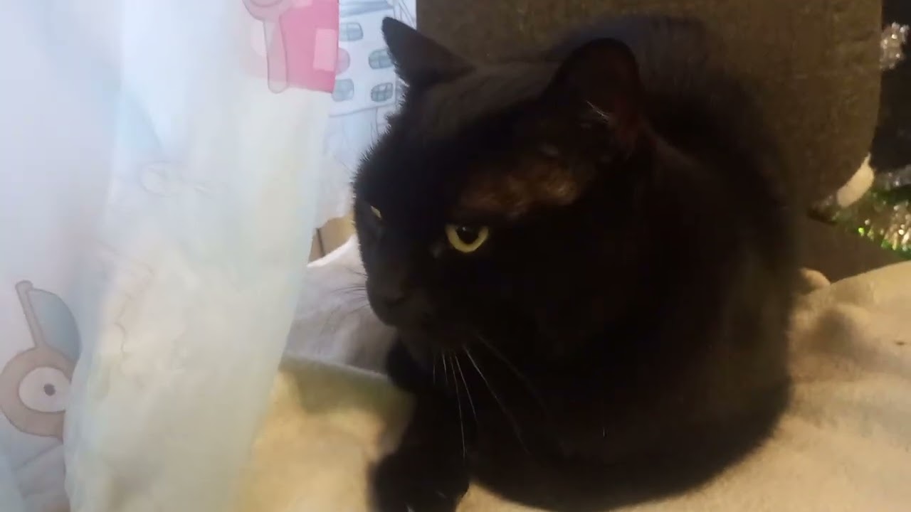 Обзор на черного кота