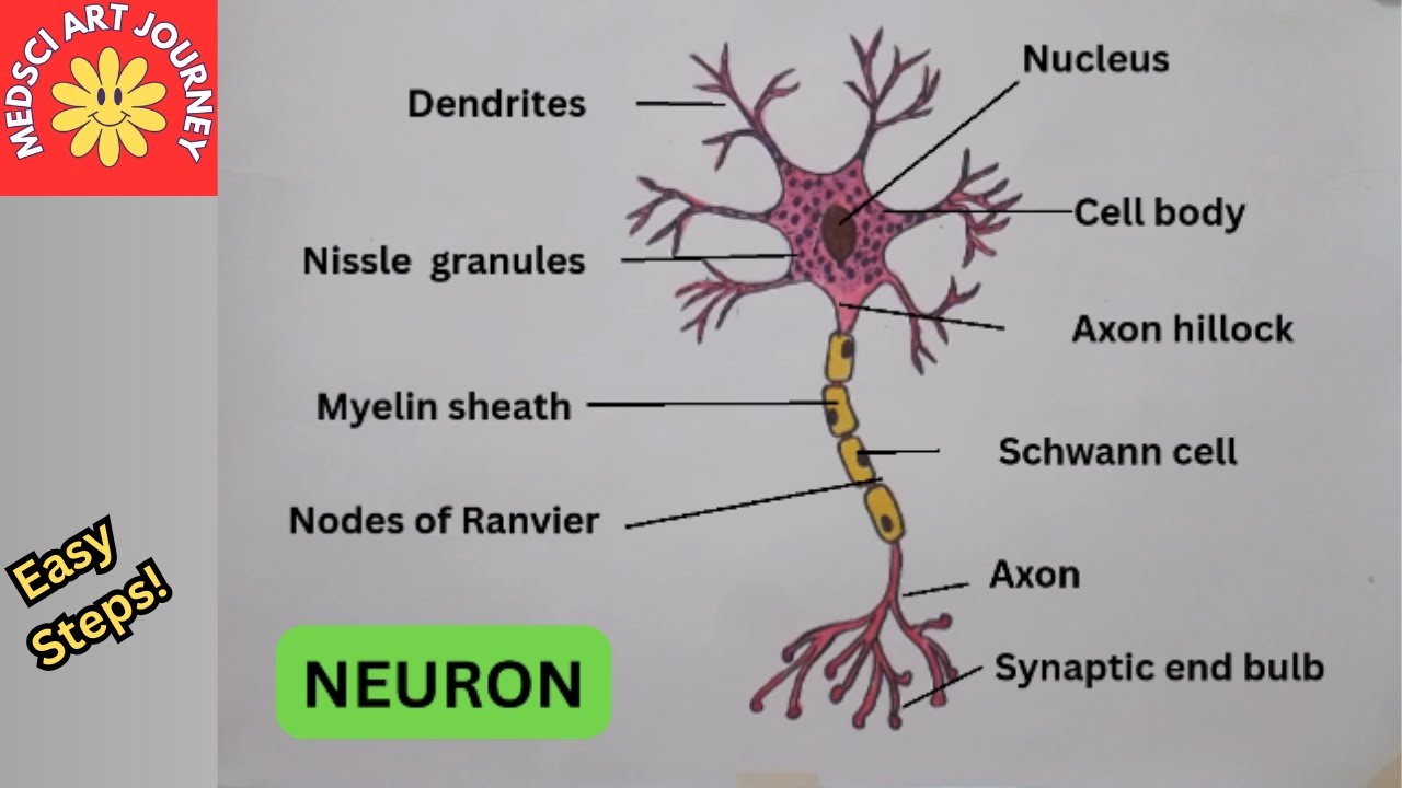 How to Draw Neuron Structure | Easy Science / Biology Diagram for Students | Class 9, 10, 11, 12