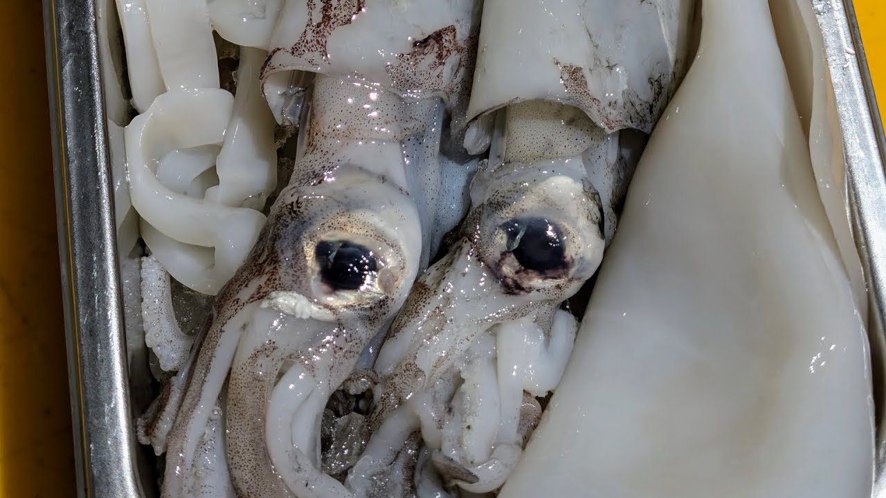 How to clean/prepare Calamari/Squid loligo Vulgaris. part 1 of 2 🦑