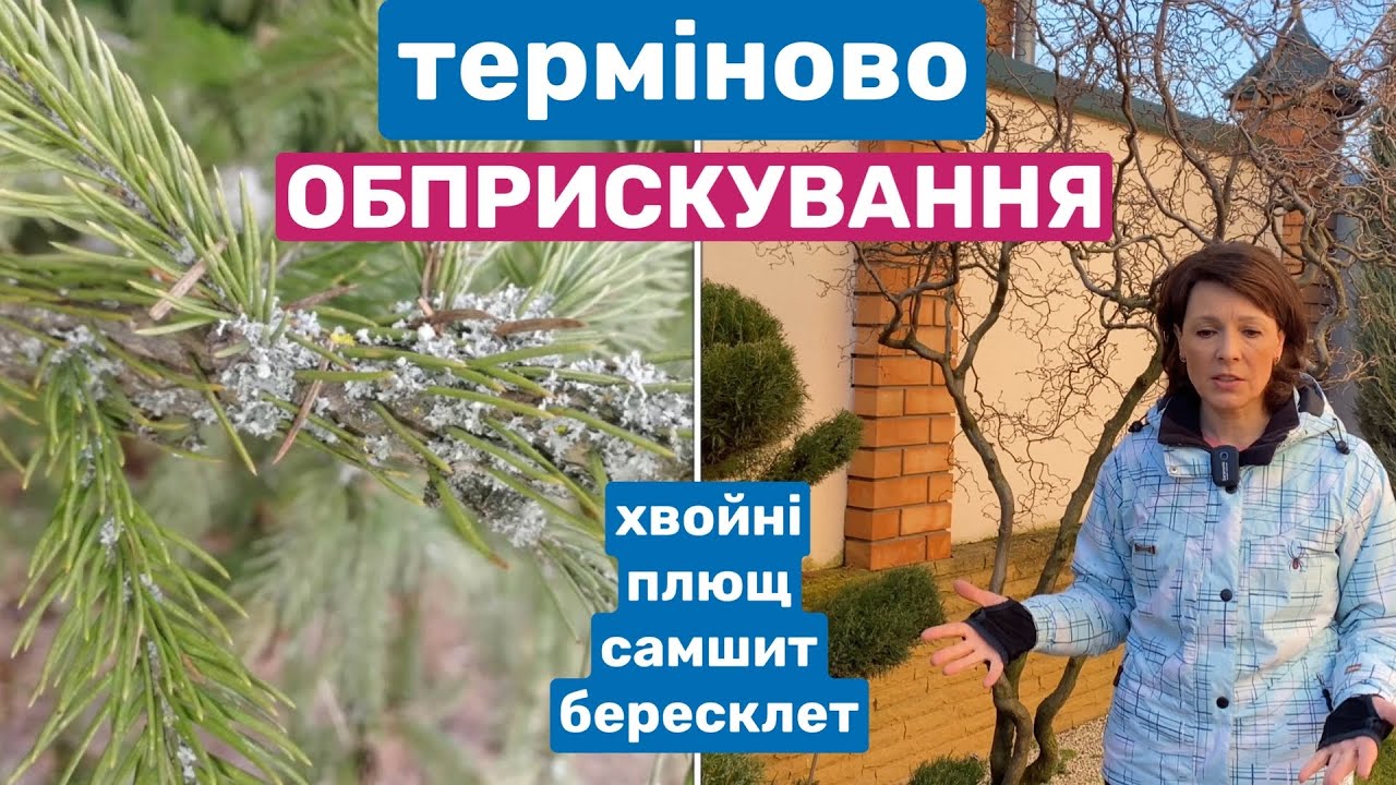 ОБРОБКА САДУ: хвойні, самшит, плющ. Захист від хвороб, лишайнику. Що з Брунькою?
