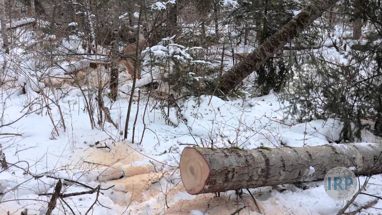 Protecting the Taiga: The Battle Over Illegal Logging in Russia