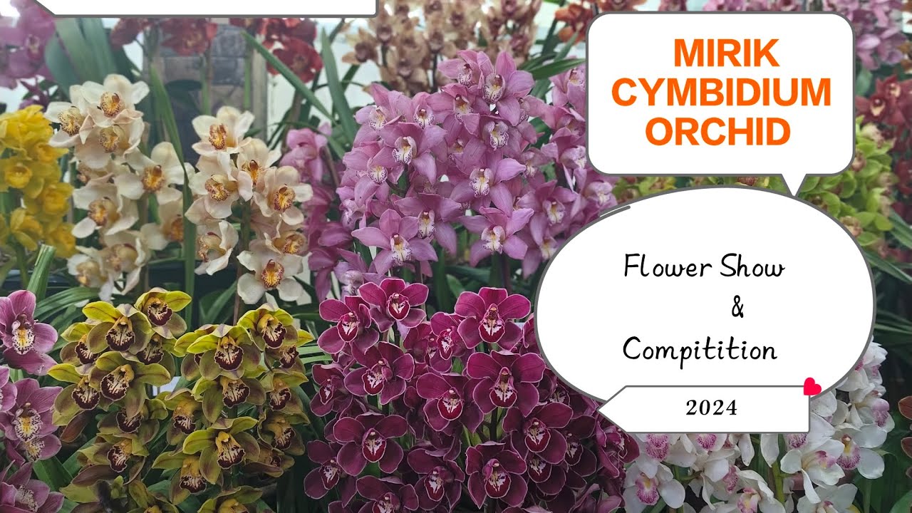 Mirik Cymbidium Flower Show & Competition-2024!!!