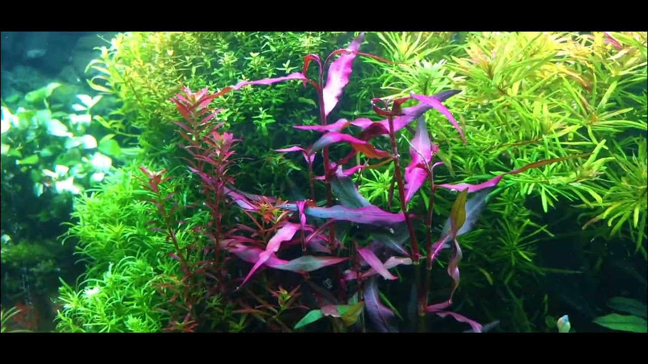 rotala macrandra variegated  