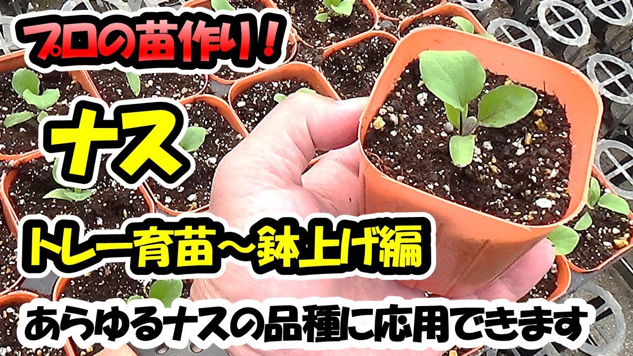 【育苗のプロが教える！】ナスの苗作り　トレー育苗～鉢上げ編（セルトレー）あらゆるナスの品種に応用できます