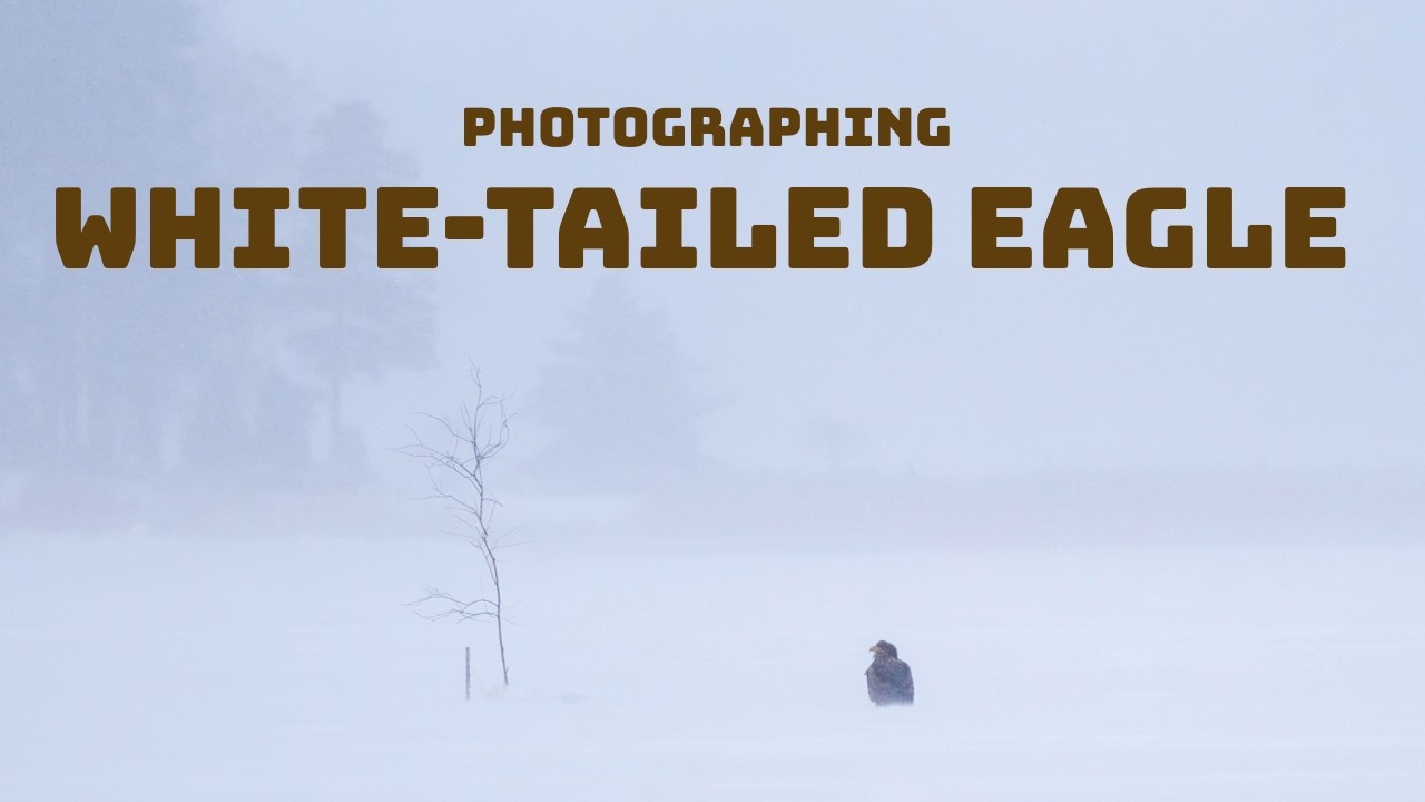 How They Find Food Here - White-Tailed Eagle Photography in the Snow