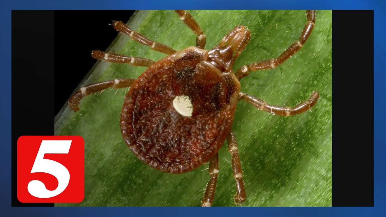 Growing concern about debilitating tick-borne disease in Tennessee