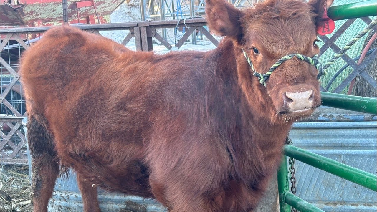 Chores and heifer talk!!