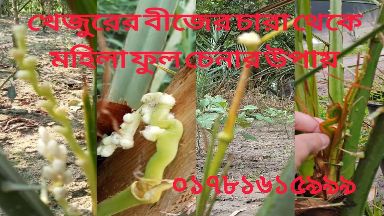#খেজুরের বীজের চারা থেকে ফল আসতে কত দিন সময় লাগে #ছোট খেজুর গাছে মহিলা ফুল কিভাবে চিনবো ০১৭৮১৬১৫৯৯৯