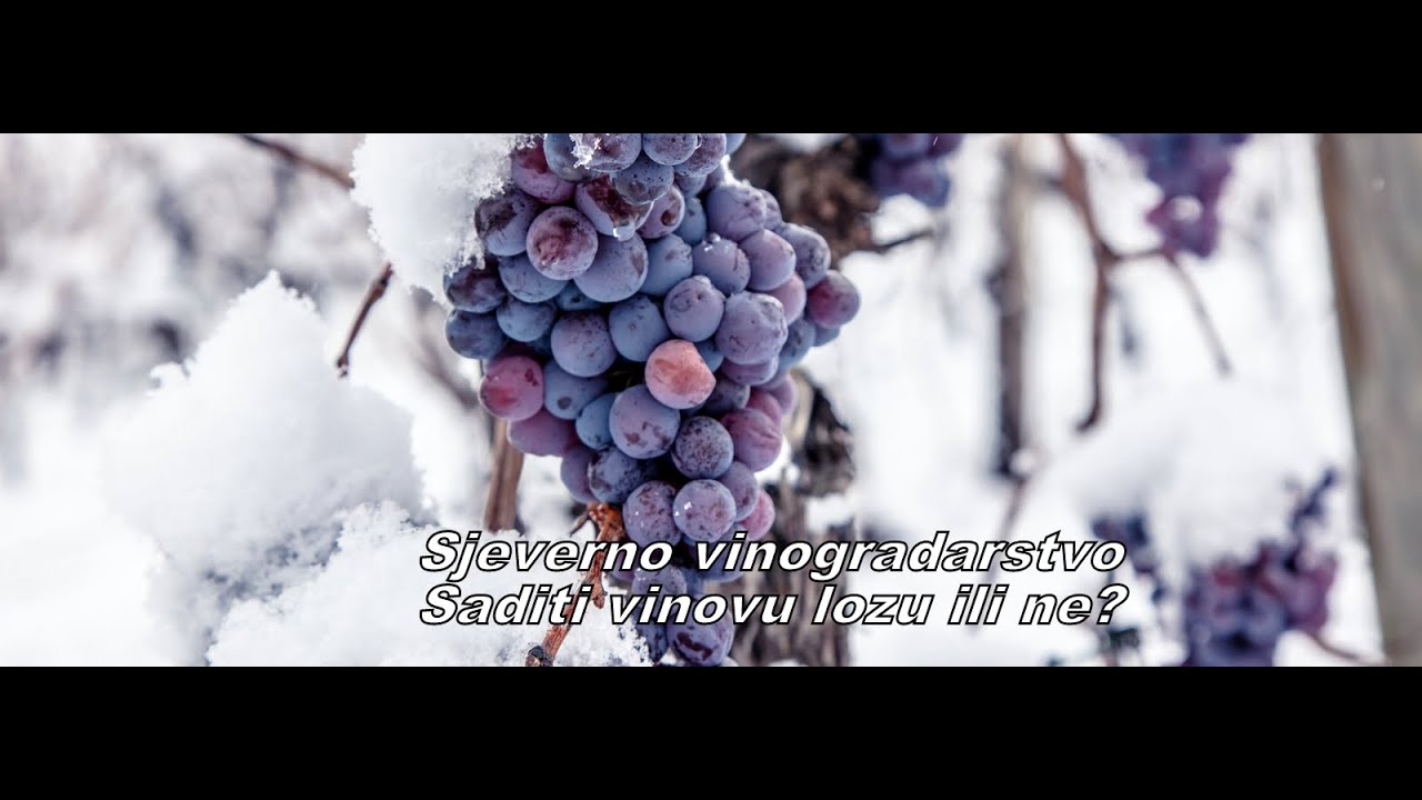Sjeverno vinogradarsto.  Saditi vinovu lozu, ili ne?