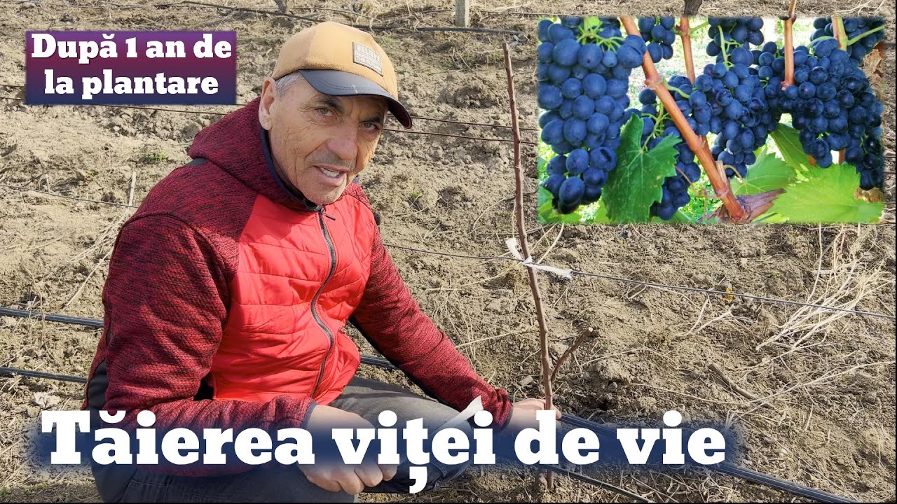 Tăierea viței de vie după 1 an de plantare