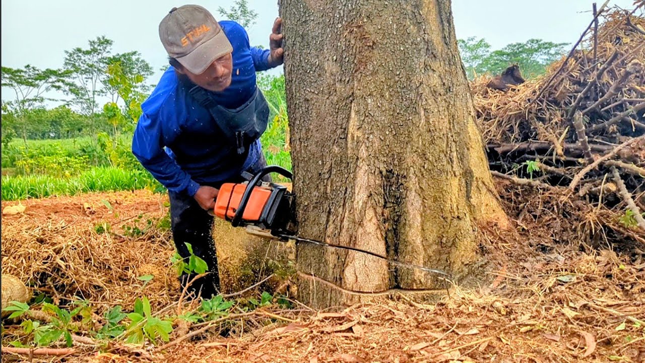 Terlalu KERAS  !! Tebang pohon akasia Tua