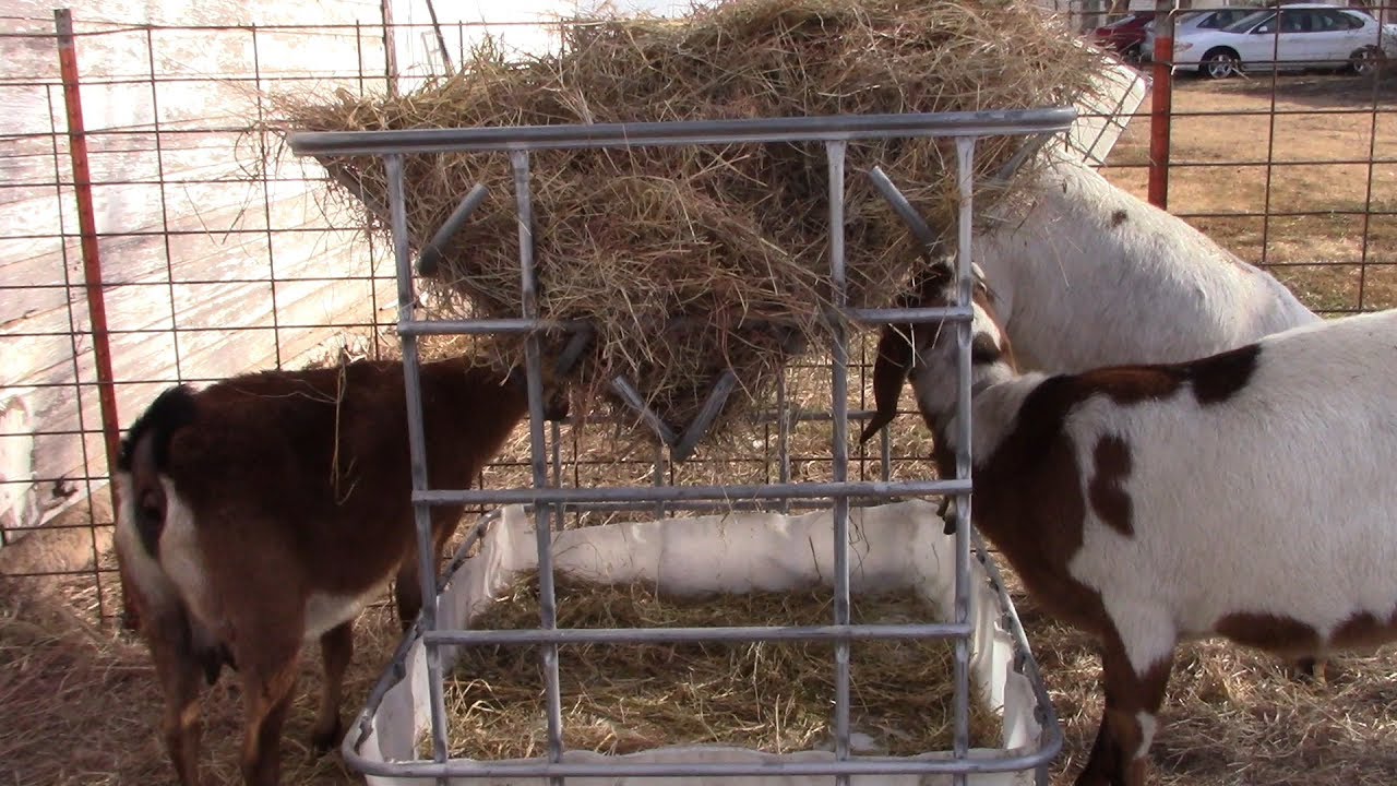 Easy DIY Hay Feeder For Goats or Calves