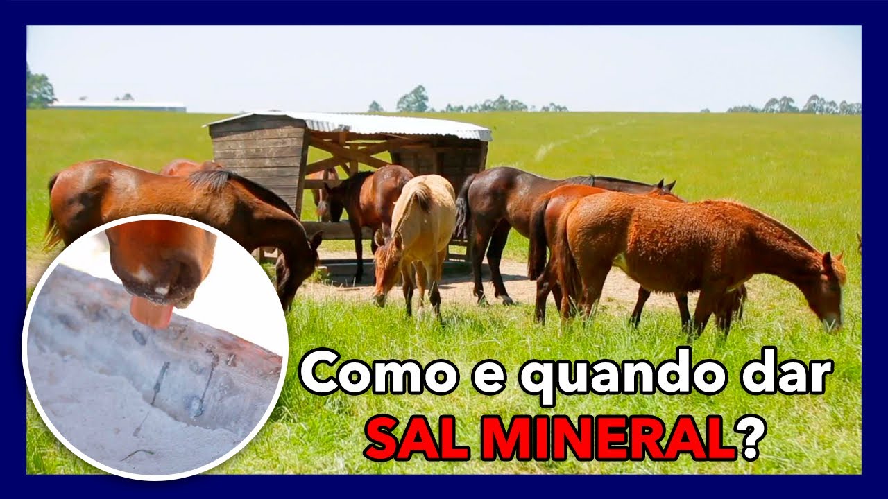Posso oferecer SAL MINERAl de gado para CAVALOS?