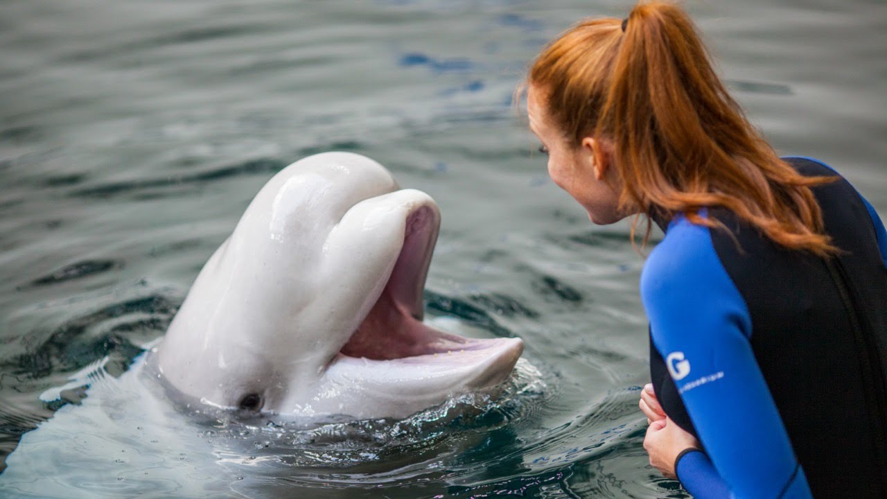 How Beluga Whales Use Energy: Metabolic Research at Georgia Aquarium