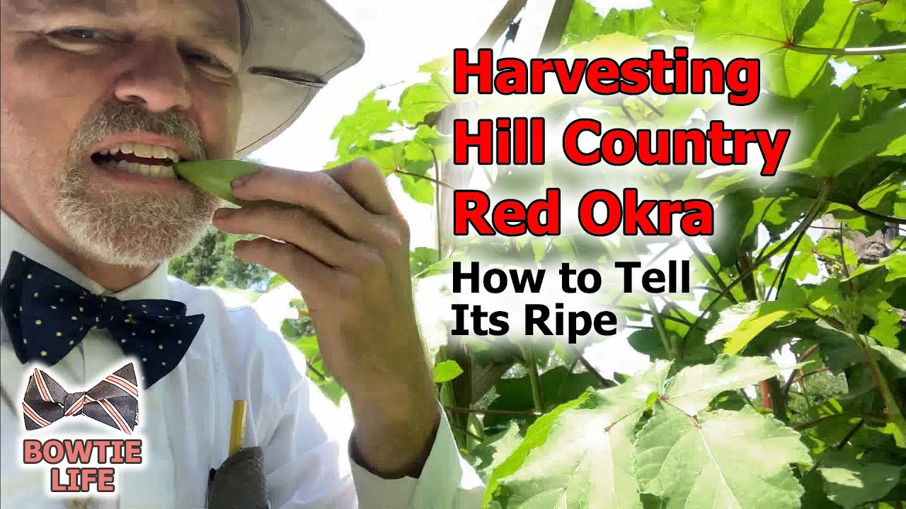 Harvest Large Hill Country Red Okra from the Garden. Will Plants Grow to 17-feet Again this Year!