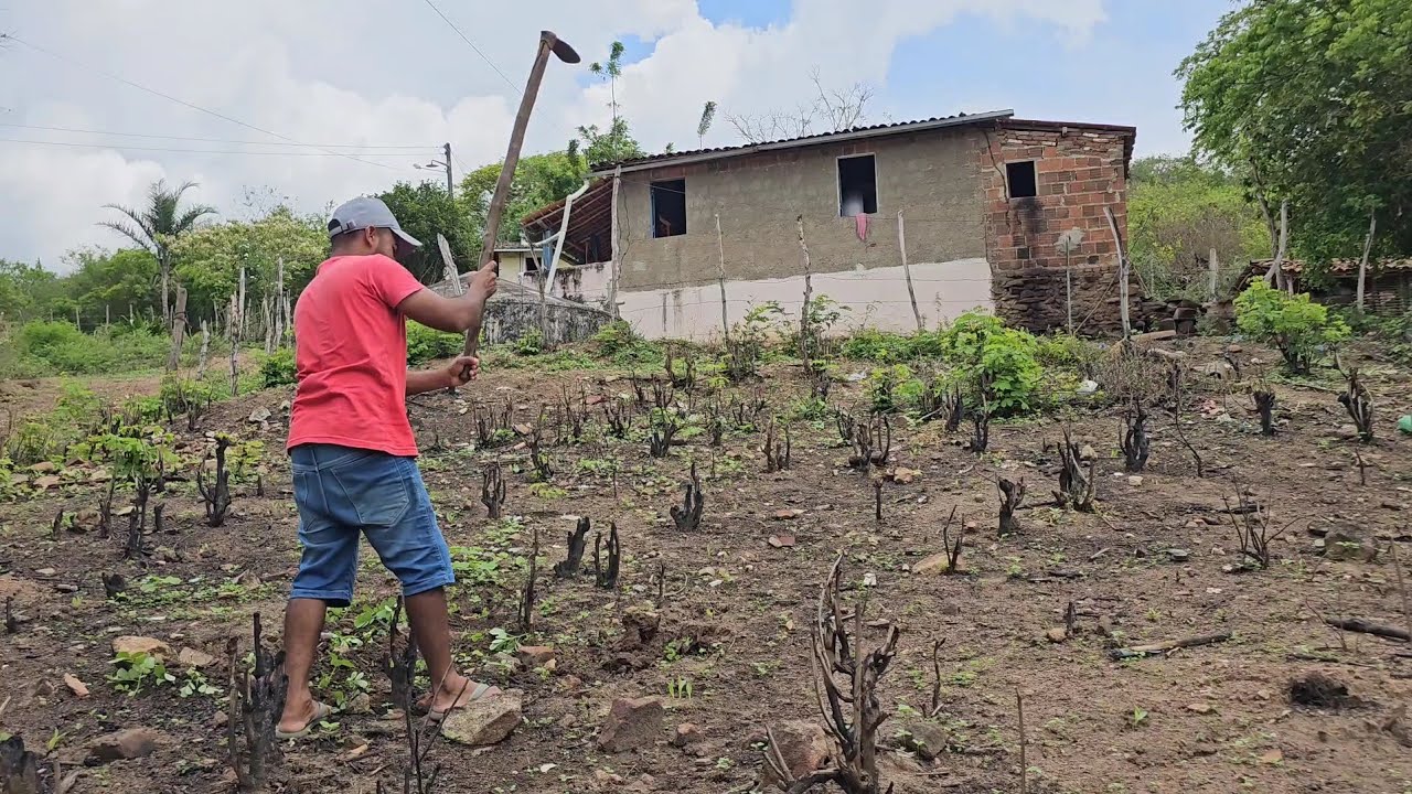 O milho que plantamos nasceu graças a Deus 