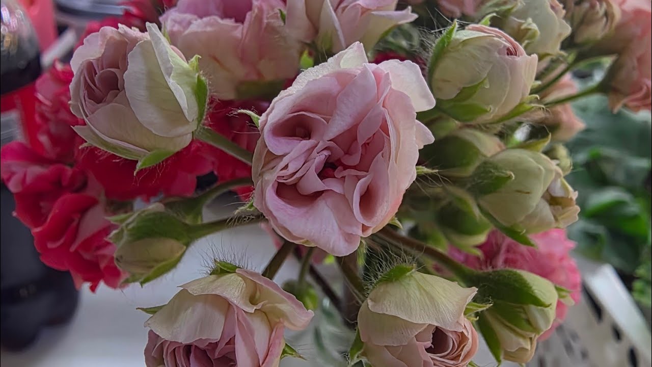 오후 언박싱,,,, 그리고,,,삽목