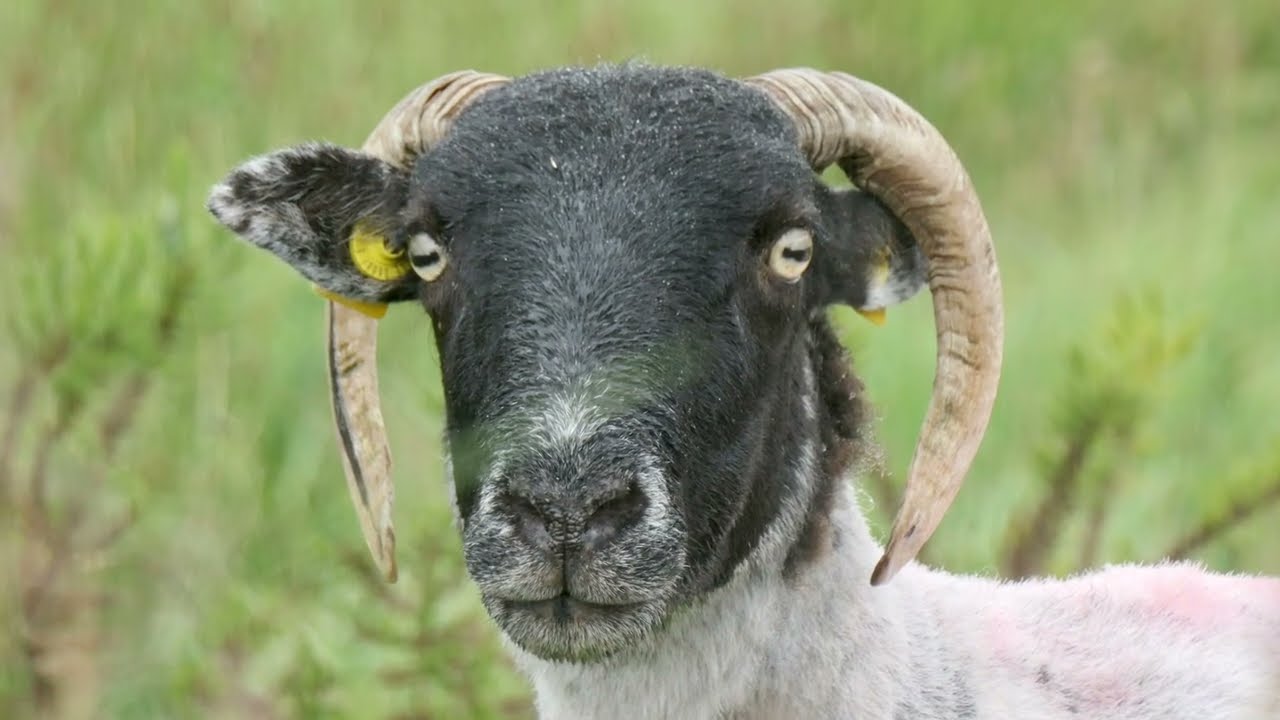 Faune et Flore d&rsquo;Irlande