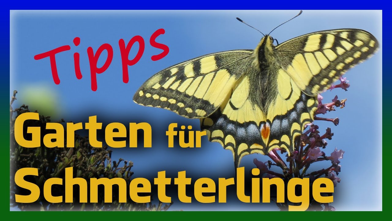 Flatternde Vielfalt im eigenen Garten - Schmetterlinge anlocken!