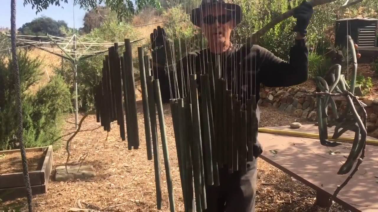 China Berry Tree with Gary Walker, The Tree Whisperer