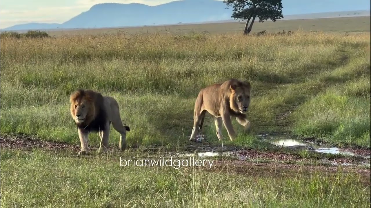 The Veterans Bila Shaka Boys on the move. 📍Masai Mara Kenya 📷 brianwildgallery #wildlife #lion