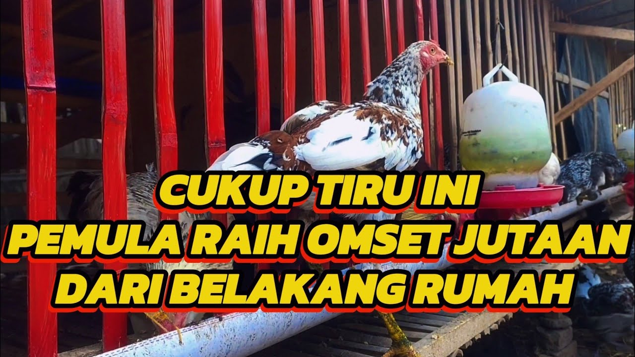 CARA BUDIDAYA AYAM KAMPUNG UNTUNG BERLIMPAH UNTUK PEMULA