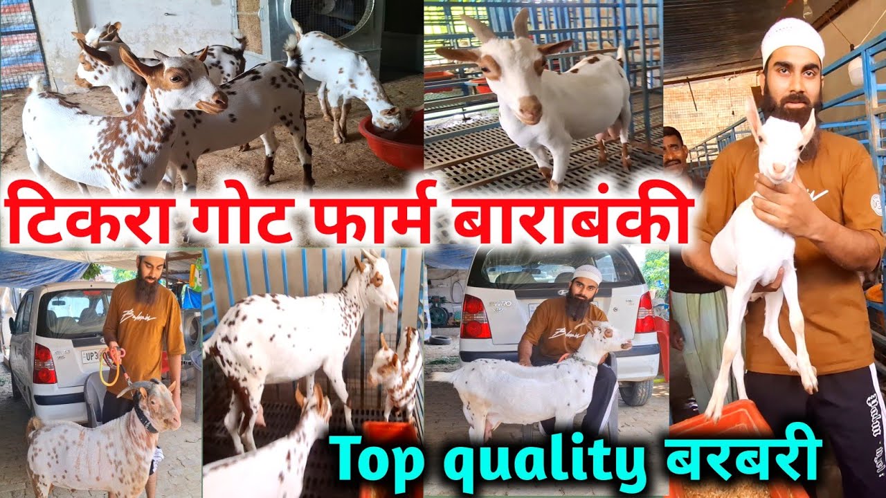 यूपी की सबसे शानदार बरबरी बकरी यहा मिलती है |Tikra Barbari Goat Farm Barabanki UP |Barbari Goat Farm