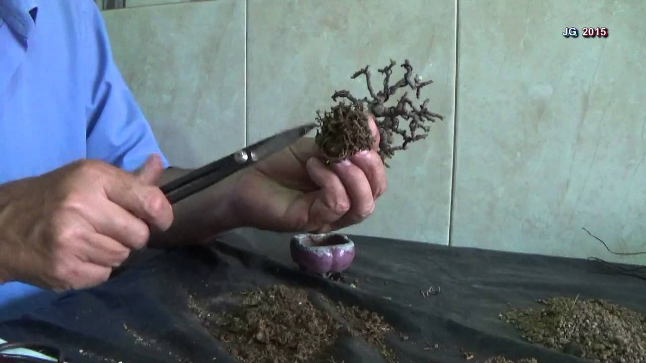 Portulacaria Afra  Mame mini Bonsái  Escoba  Poda defoliado alambrado trasplante y brotación  JG 201