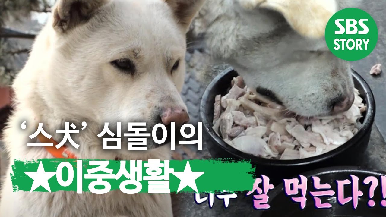&lsquo;스犬&rsquo; 심돌이의 이중생활! I TV동물농장 (Animal Farm) | SBS Story