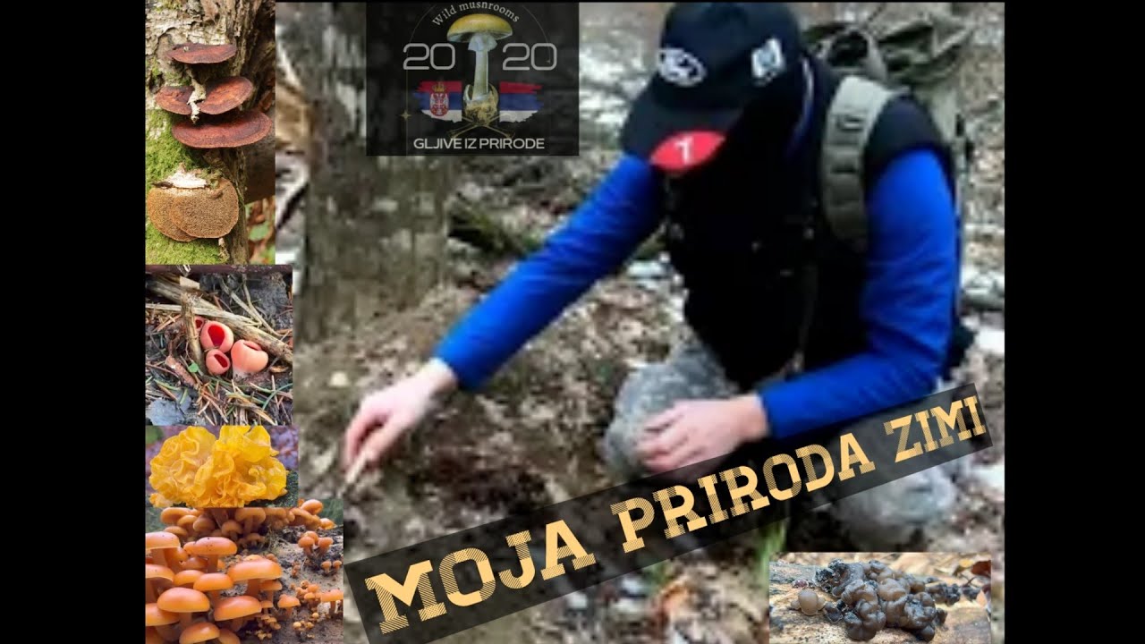 Moja priroda zimi 🌳🍄❄️