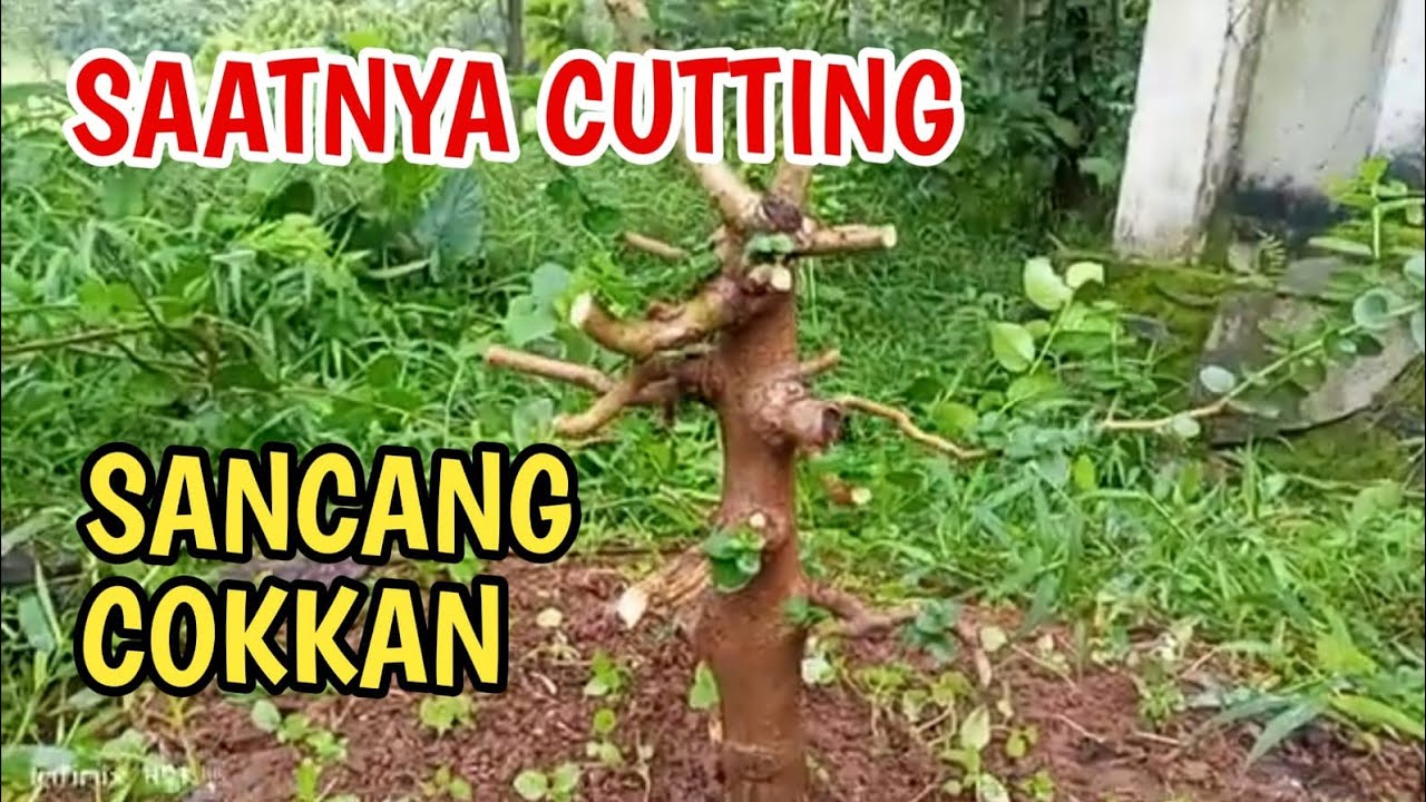 Cutting bahan Sancang cokkan #premnamicrophylla #bonsaiindonesia #bonsai #sancang #cokkan.