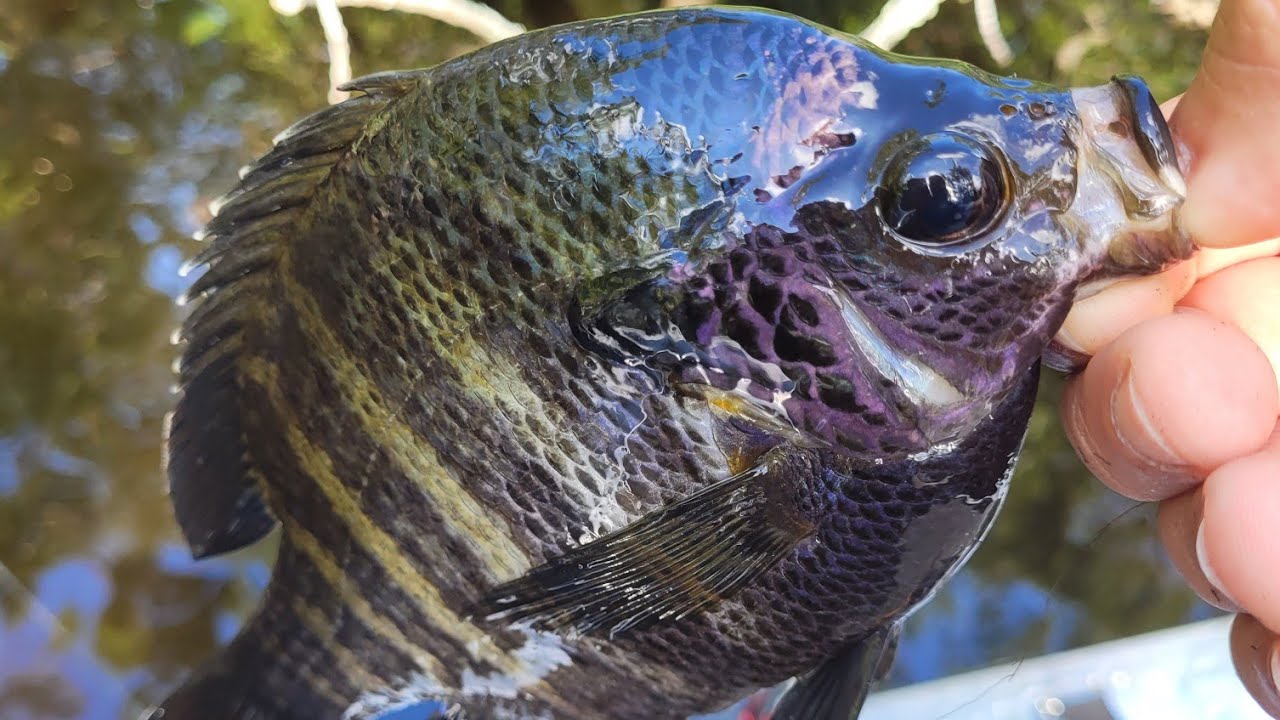 Big Back Spiders Catch Big Bluegills #swampspider #stmarysriver #bluegill