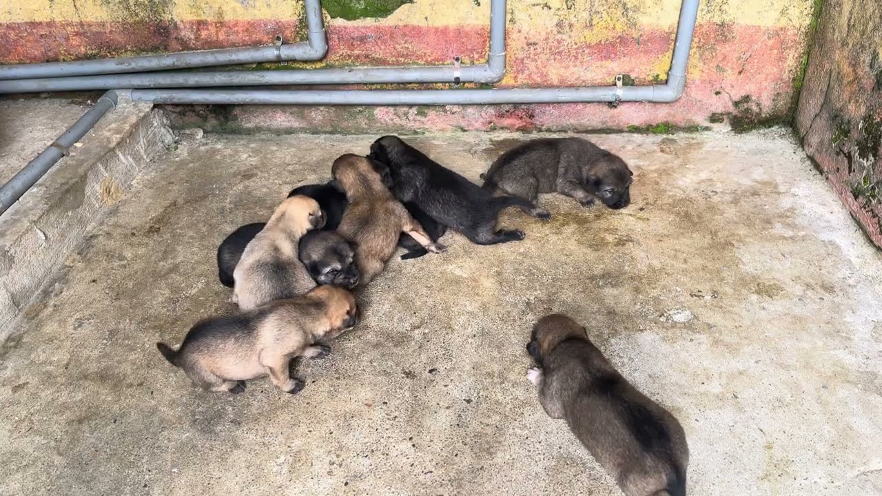 Moving the Puppy Family Indoors to Keep Them Warm on a Cold Night 🐶❤️