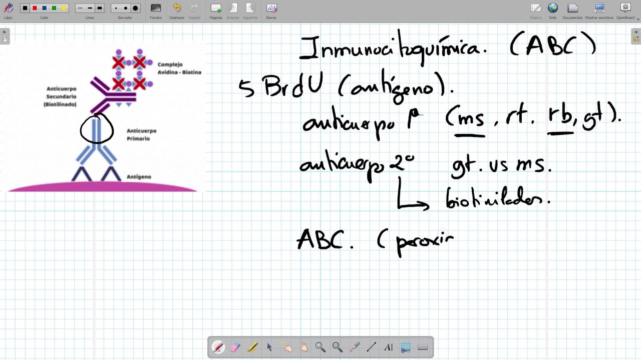Inmunocitoquímica ABC