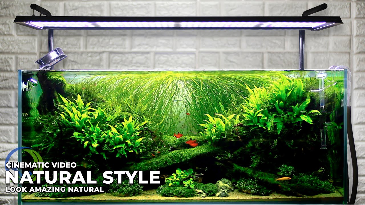 STUNNING NATURAL STYLE AQUASCAPE || AFTER 5 MONTH