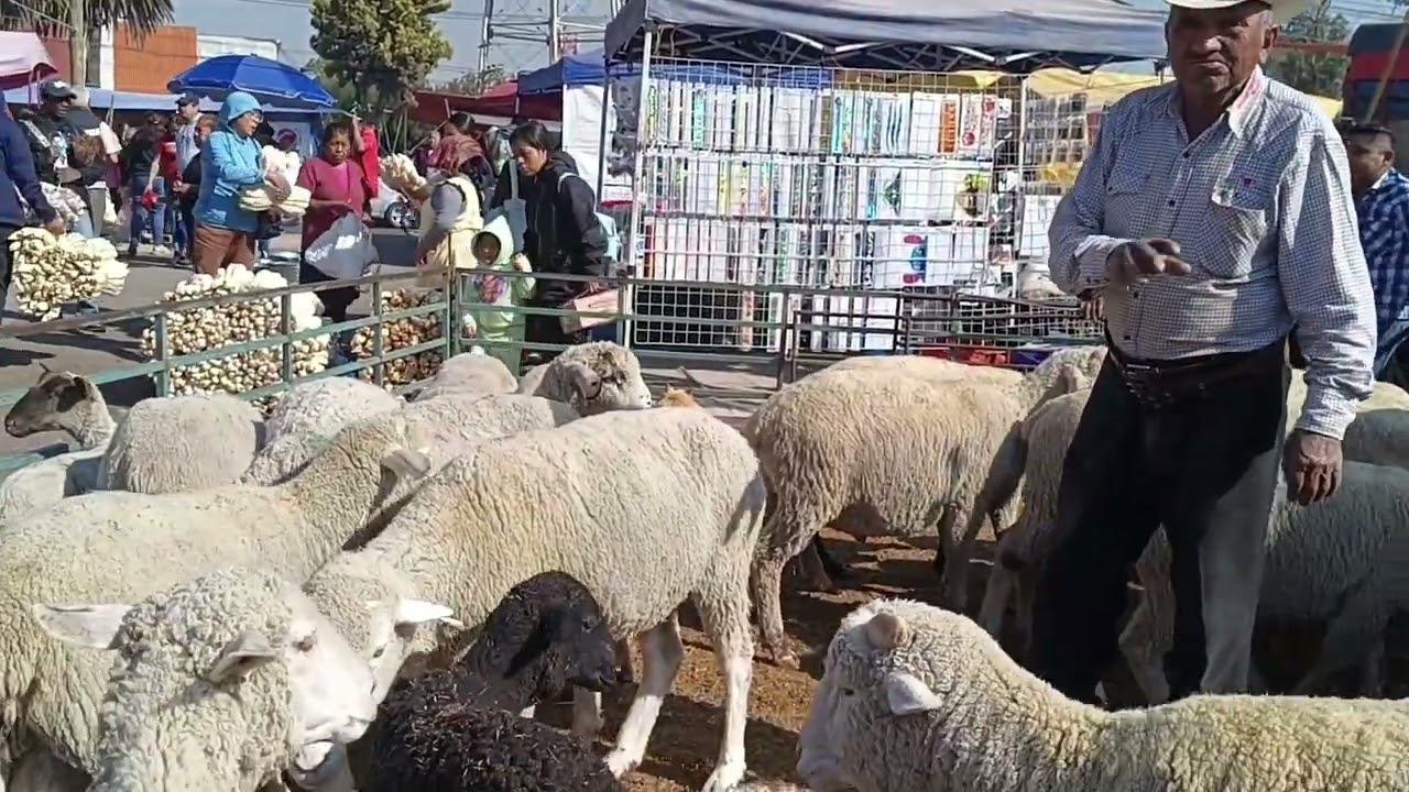 Tianguis de ganado estado de México 