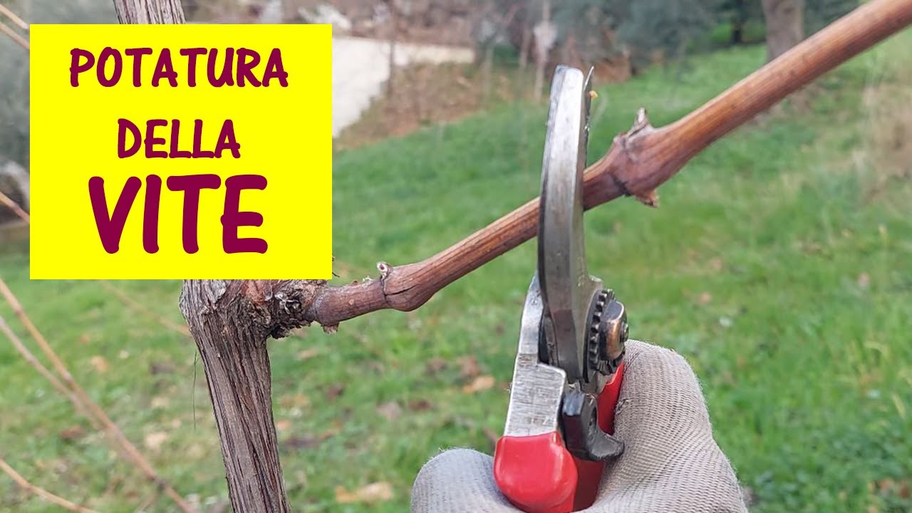 Potatura della vite - I cambiamenti climatici ci impongono di potare le viti quando il periodo